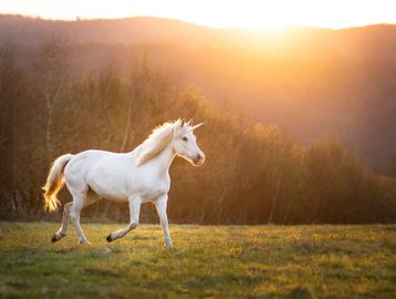 A white unicorn walking on grass at sunset.