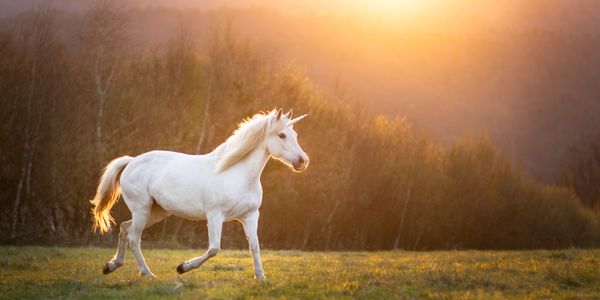 A white unicorn trotting in a sunlit meadow at sunset.