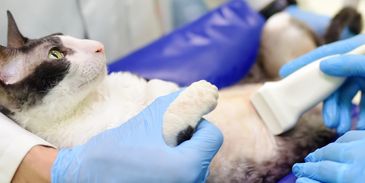 Feline Ultrasound