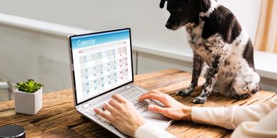 Person checking calendar on laptop with dog sitting beside them.