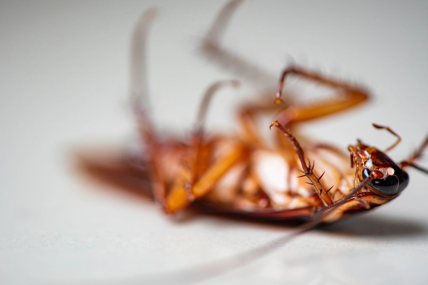Close-up of a dead cockroach lying on its back.