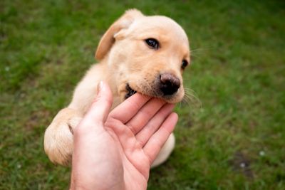 A playful Labrador puppy gently biting a person's hand outdoors.