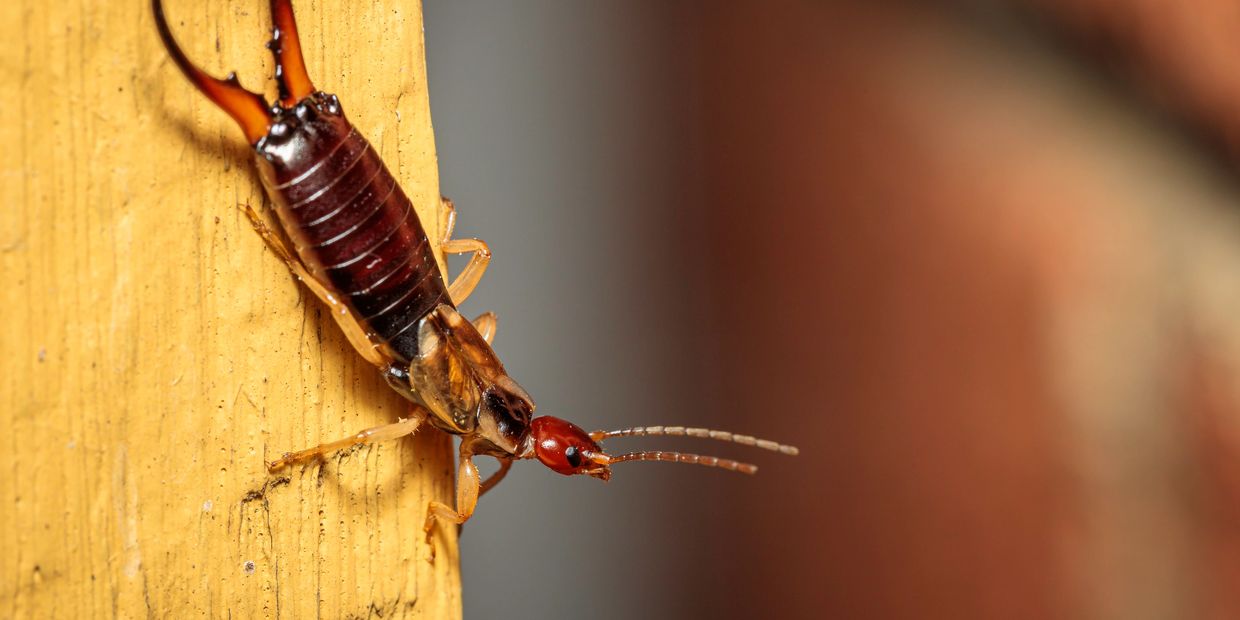 Close-up of an earwig on a yellow wooden surface.