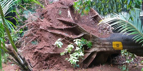 stump grinding cost in Spring Hill and stump removals price for stumps.