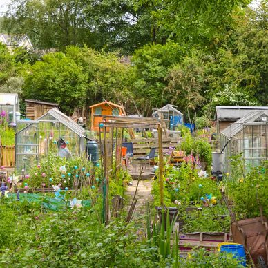 Community Gardens