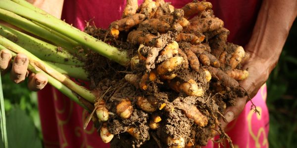 Hands holding freshly harvested turmeric with soil.