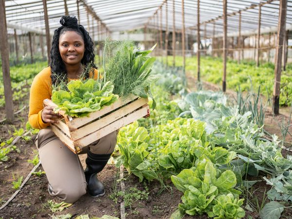 Woman in a greenhouse holding a crate of fresh leafy greens.