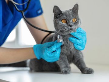 Veterinarian examining a gray cat with a stethoscope.