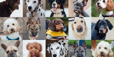 Collage of various dog breeds with different expressions and backgrounds.