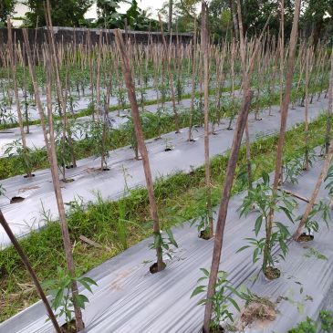 Young plants in a field with wooden stakes and plastic mulch.