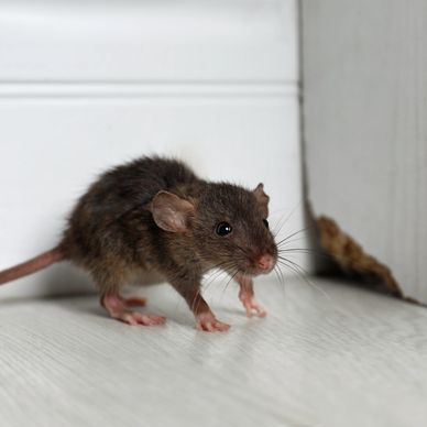 Small brown mouse near a wall corner.