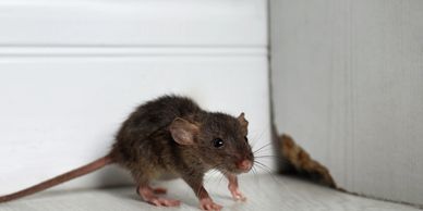 pest control Grovedale, VIC