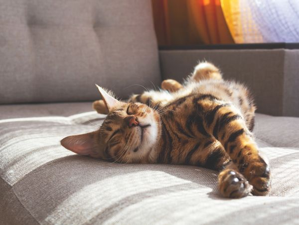 Tabby cat sleeping comfortably on a couch.