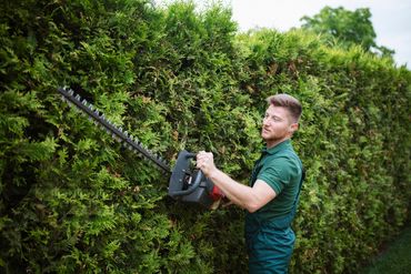 Man trimming a hedge with a powered hedge trimmer outdoors.