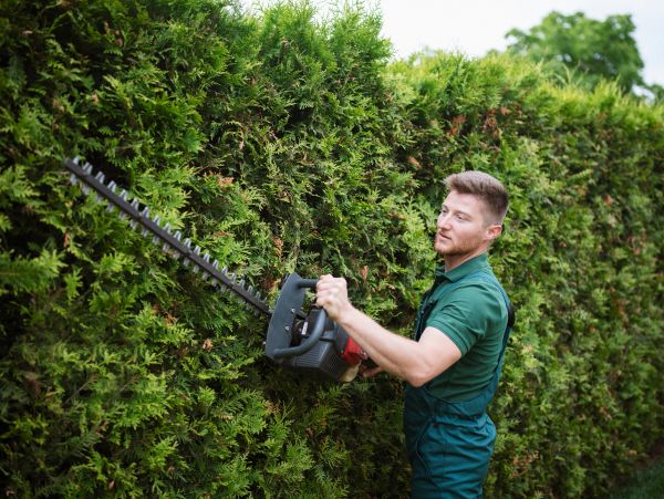 Man trimming a hedge with an electric hedge trimmer.