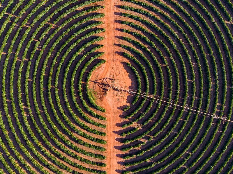 Coffee plantation with irrigation equipment.