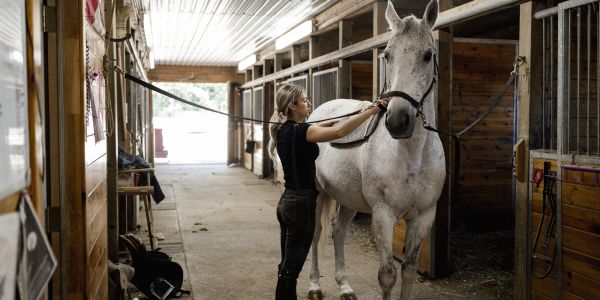 Woman preparing a white horse in a stable.