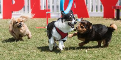 Animal Insurance, Animal mortality, pet insurance, Dog daycare, dog grooming 