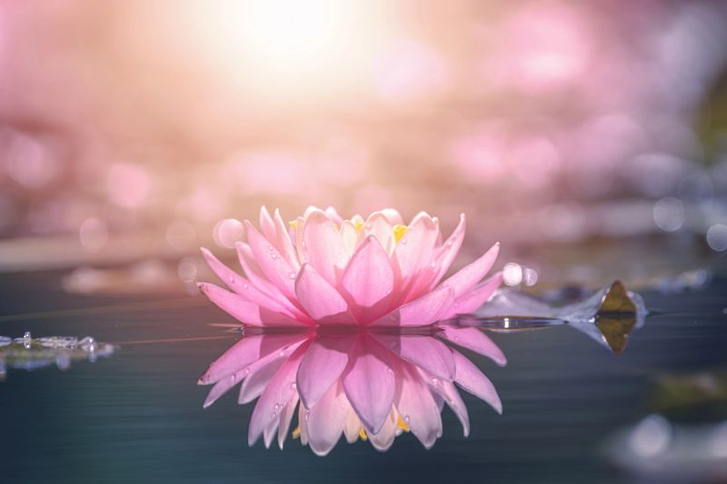 lotus water lily flower in water with sunshine