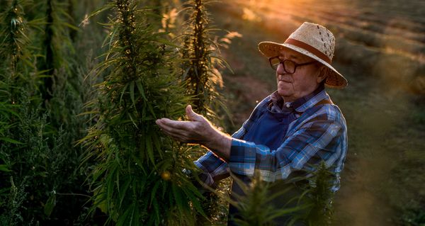 Choose organic CBD hemp products 
naturally beneficial for our endocannabinoid system