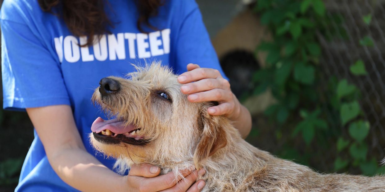 Volunteer gently pets a happy dog outdoors.