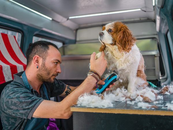 Dog groomer trimming a long-haired dog inside a mobile grooming van
