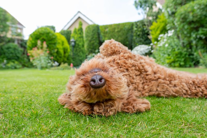 Her thick, curly fur is evident as she is seen on her back with her eyes closed.