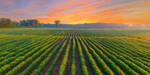 Sunset over a lush green field with rows of crops.
