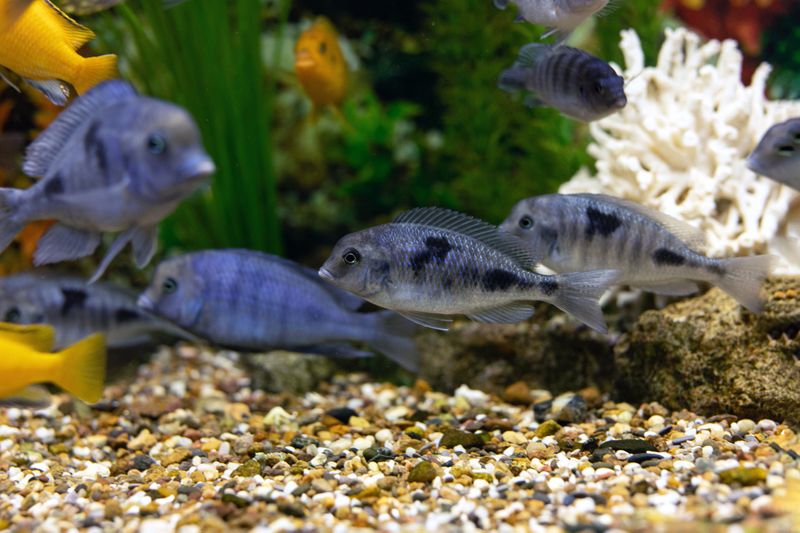 Group of blue aquarium fish dolphin cichlids on background of green algae of aquarium. Diving among exotic fish. Swimming for feeding.