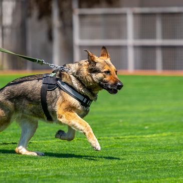 A dog running on the garden