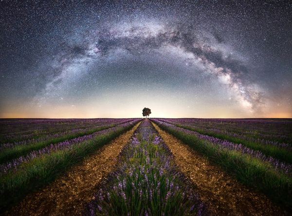Milky Way arching over a lone tree in a lavender field.