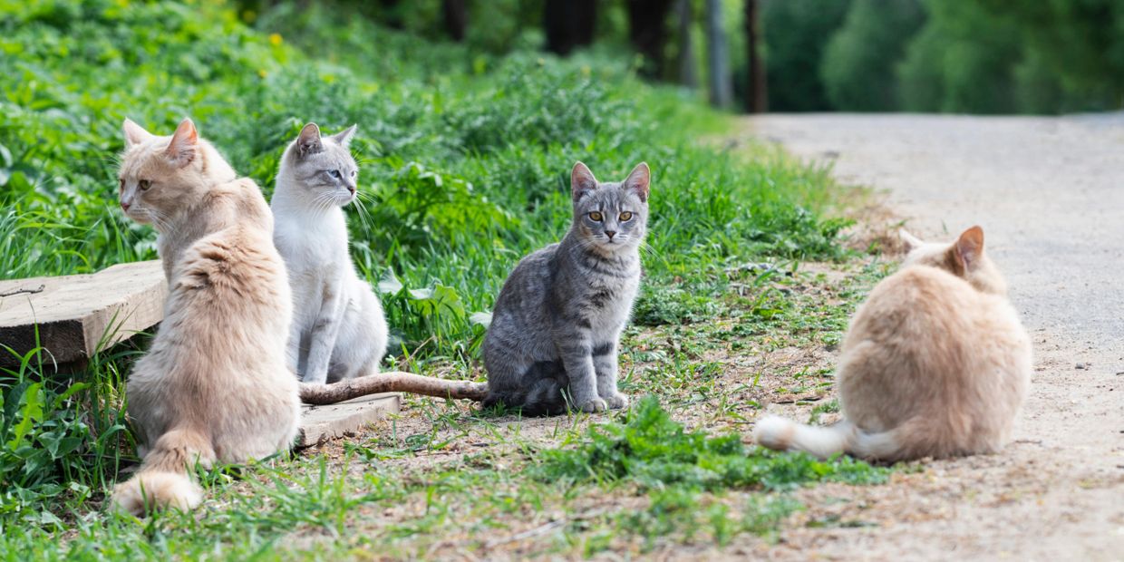 Four cats sitting near a grassy roadside, with one gray cat looking directly at the camera.