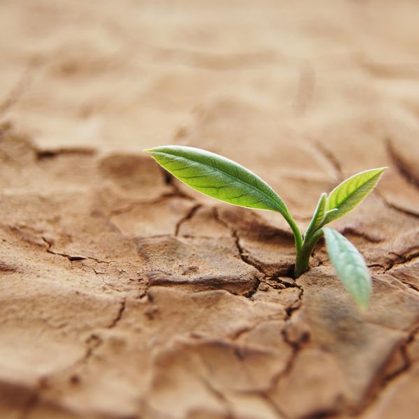 Small green plant sprouting from cracked dry soil.