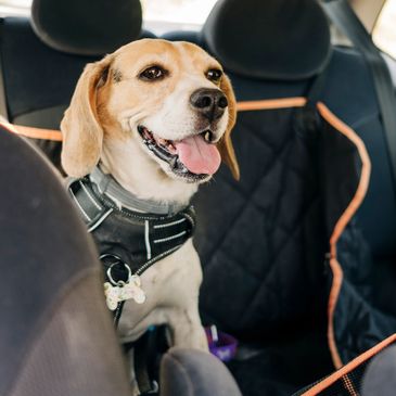 A dog sits in the backseat smiling.
