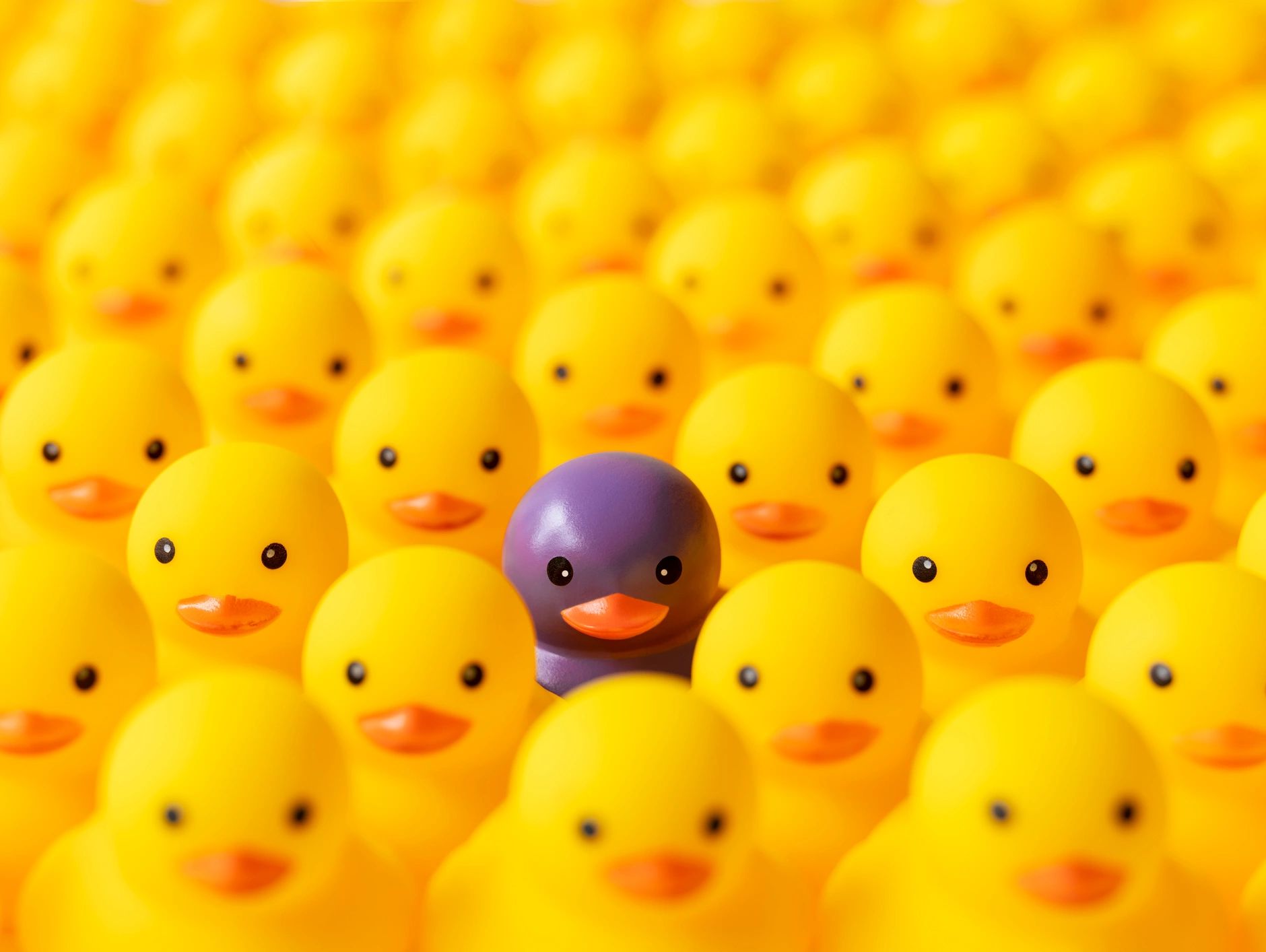 one purple rubber duck surrounded by many yellow rubber ducks
