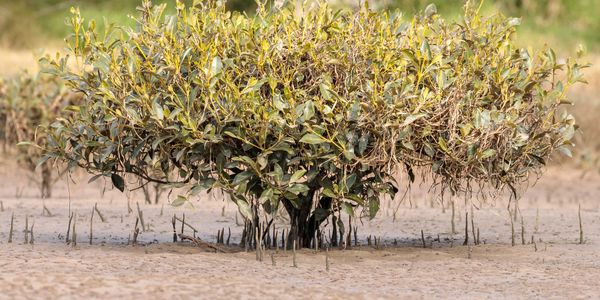 A small mangrove tree with aerial roots in a muddy wetland.
