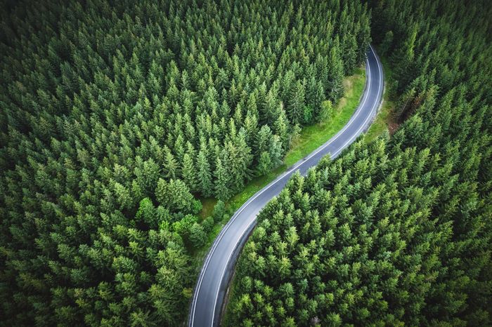 Curvy road through dense forest.