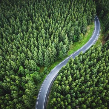 A highway runs through the forest, with trees on the side