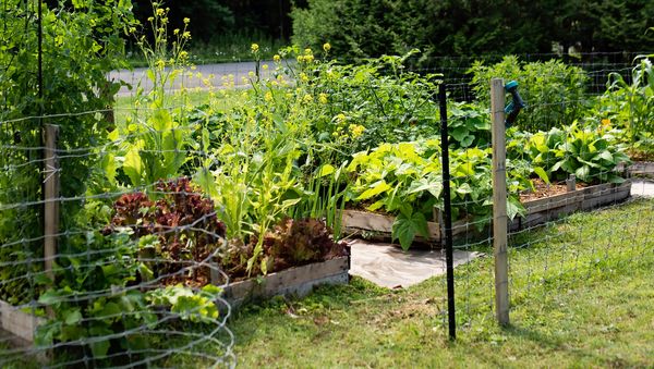 Raised garden beds with various green plants and vegetables behind a wire fence.