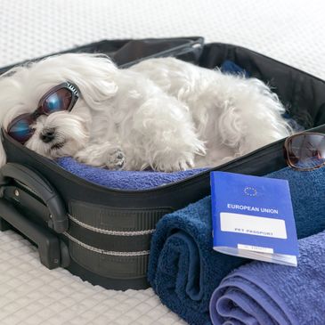 Pet relaxing in a suitcase nice folding fluffy towels 