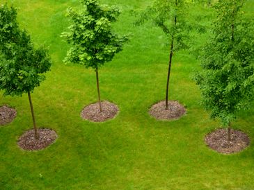 Four young trees evenly spaced on a green lawn with mulch circles around their bases.