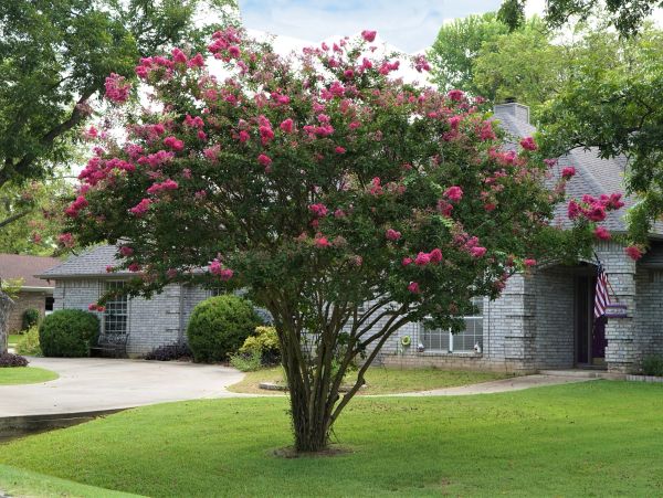 Crape myrtle tree in bloom.