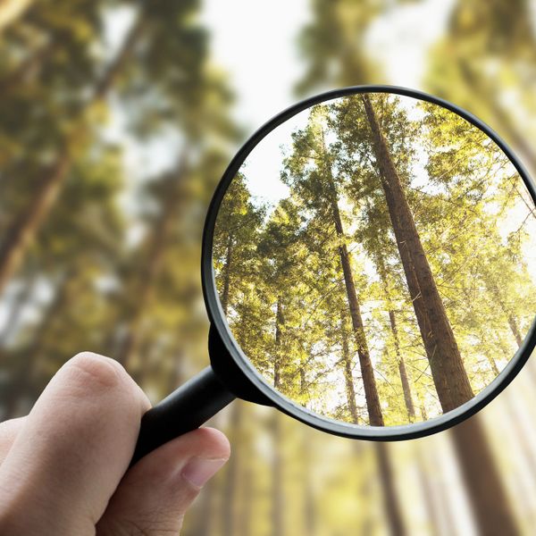 Magnified view of tall sunlit trees through a magnifying glass.