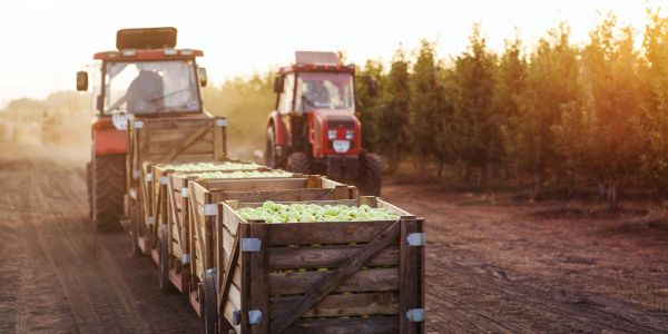 Tractors transporting crates of apples on a farm road.
