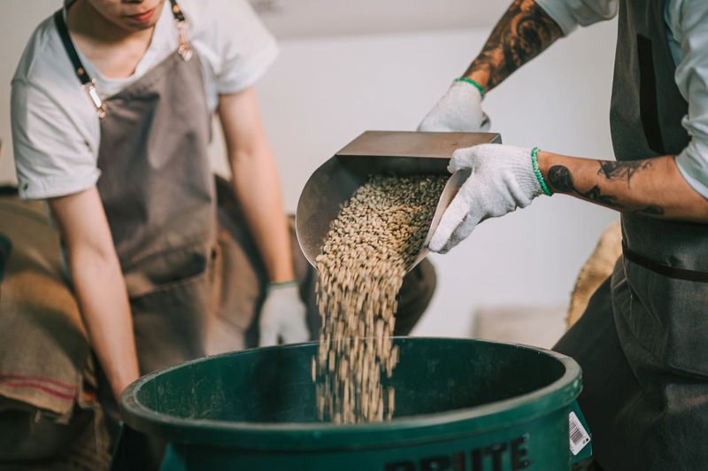 human hand pouring raw coffee bean on storage pail with scoop weighting and blending