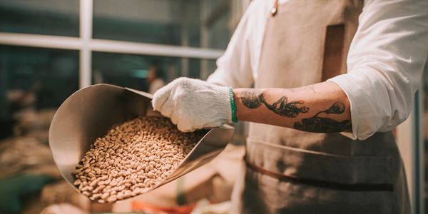 Person in apron holding a scoop of raw coffee beans.