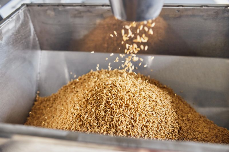 Process of machine sorting freshly picked grains into containers for farther manufacturing on the factory