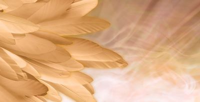 Golden feathers with rose, golden light in the background.