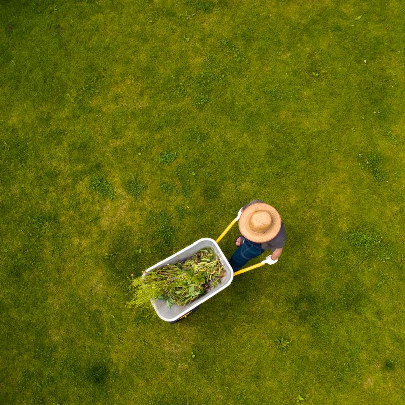 A young man with hands in gloves is carrying a metal garden cart through his beautiful green blooming garden. A professional gardener is carrying a wheelbarrow full of grass