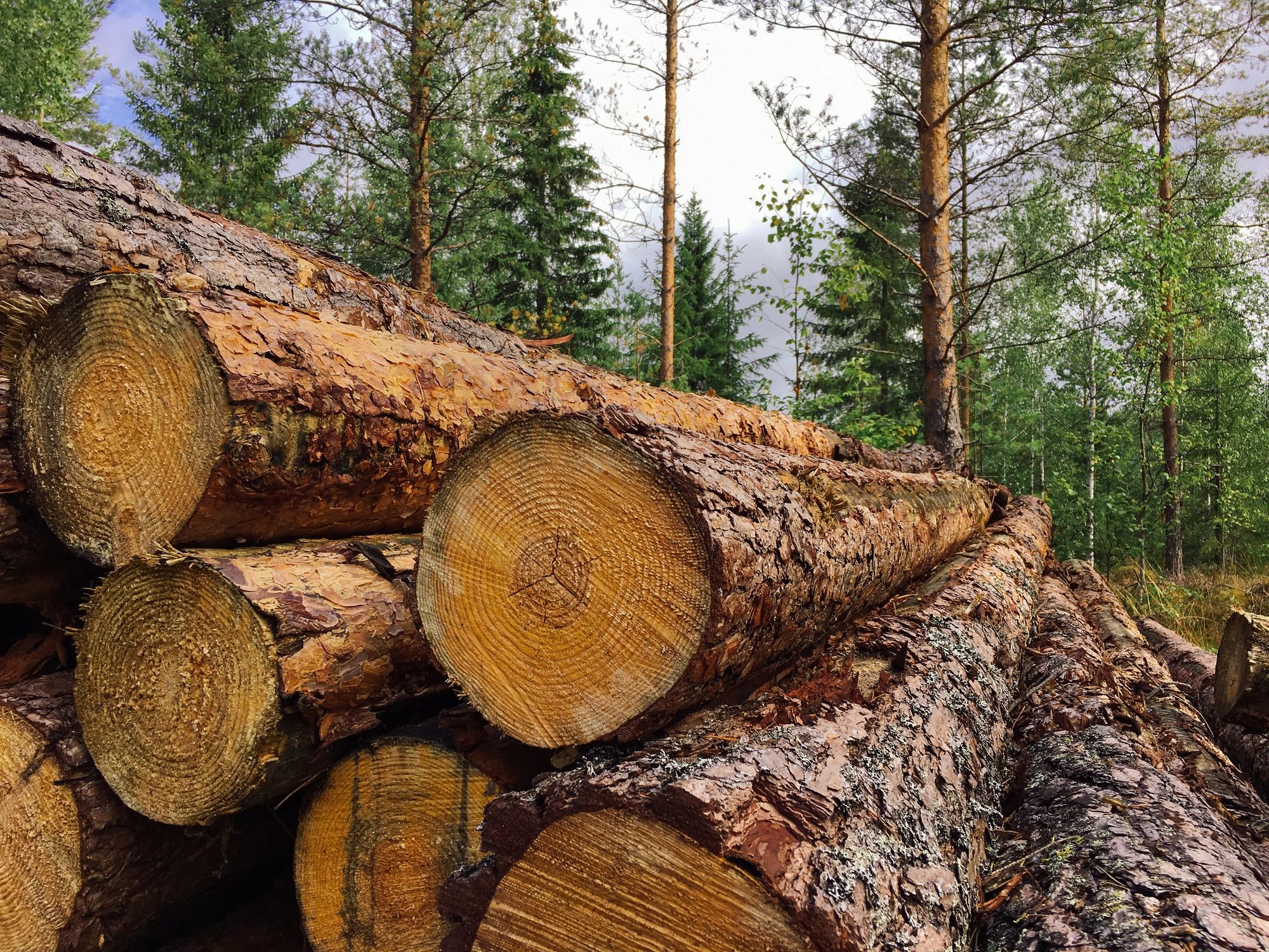 JC Forestry - Premium Seasoned Firewood for Over 40 Years